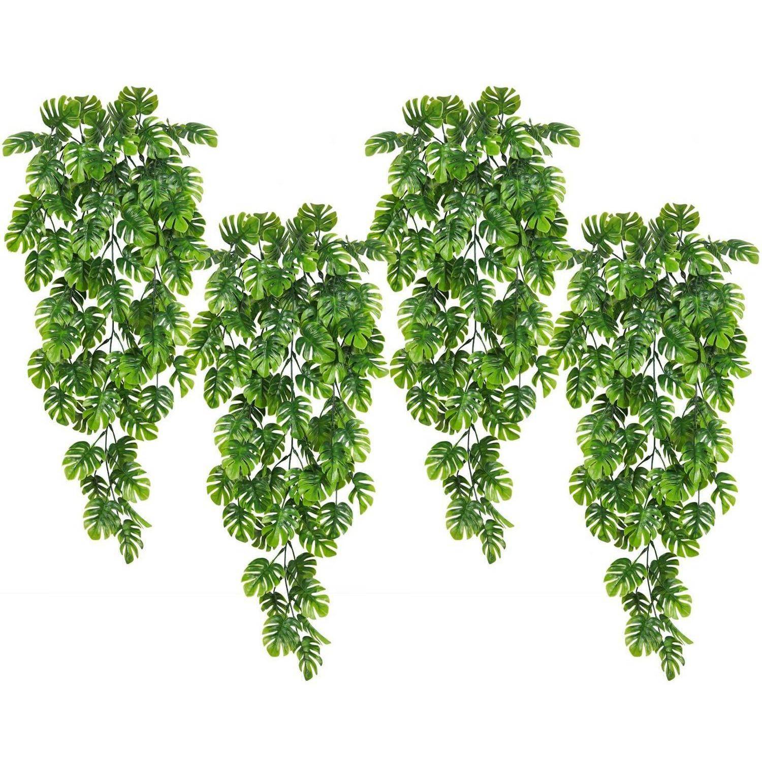 Hängende Cluster von üppigen grünen Monstera-Blättern, die in vier kaskadierenden Ranken auf weißem Hintergrund angeordnet sind.