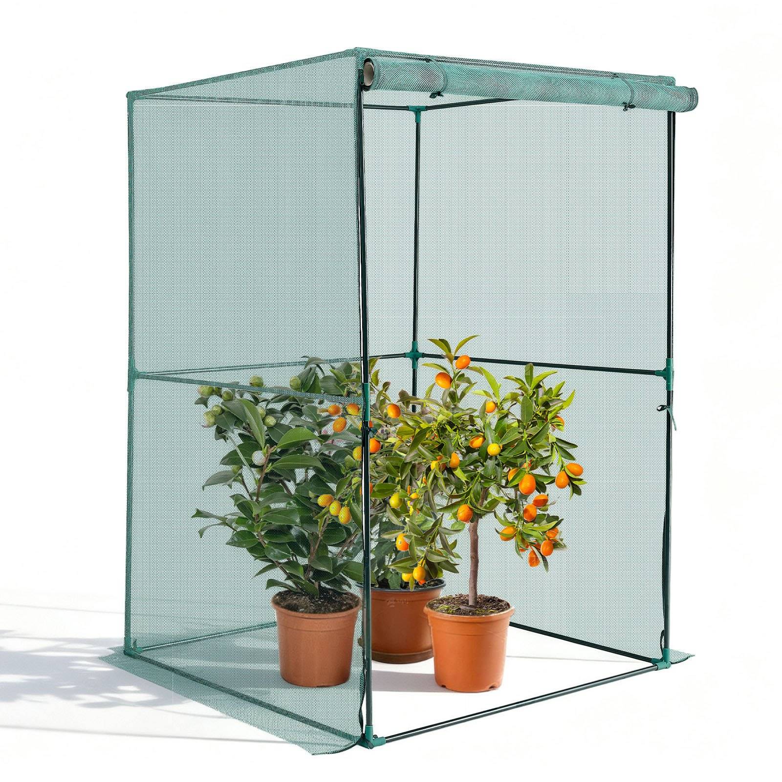 Drei potted Zitrusflanzen in einem grünen Mesh-Pop-up-Pflanzenschutz oder Mini-Gewächshaus.