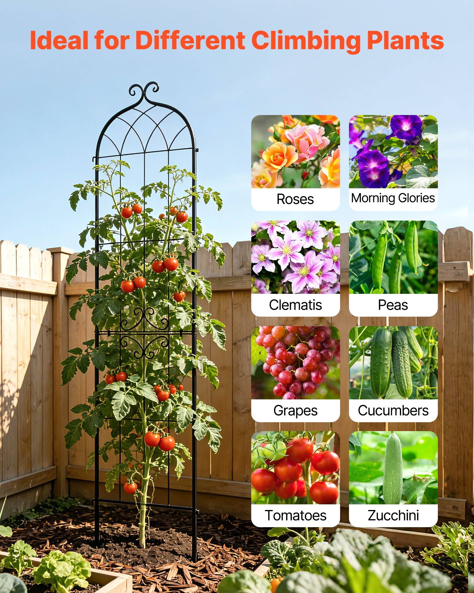Garten-Infografik mit dem Titel „Ideal für verschiedene Kletterpflanzen" zeigt eine Tomatenpflanze, die auf einem Spalier wächst, mit Beispielen geeigneter Kletterer: Rosen, Winden, Clematis, Erbsen, Trauben, Gurken, Tomaten und Zucchini.