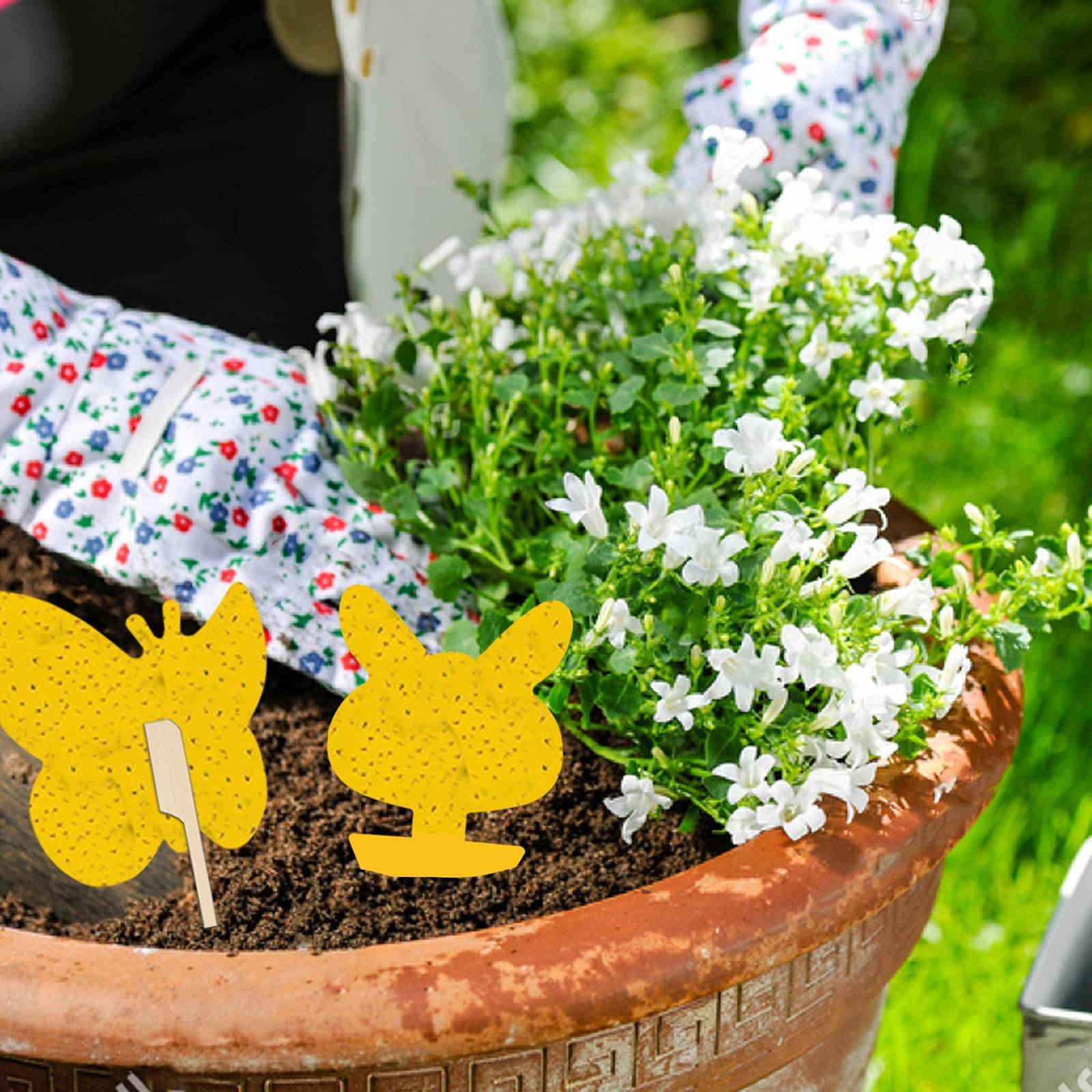 Person, die in einem großen Terrakotta-Pflanzkübel mit weißen Blüten, Erde und gelben Schmetterlingsstäben gärtnert.