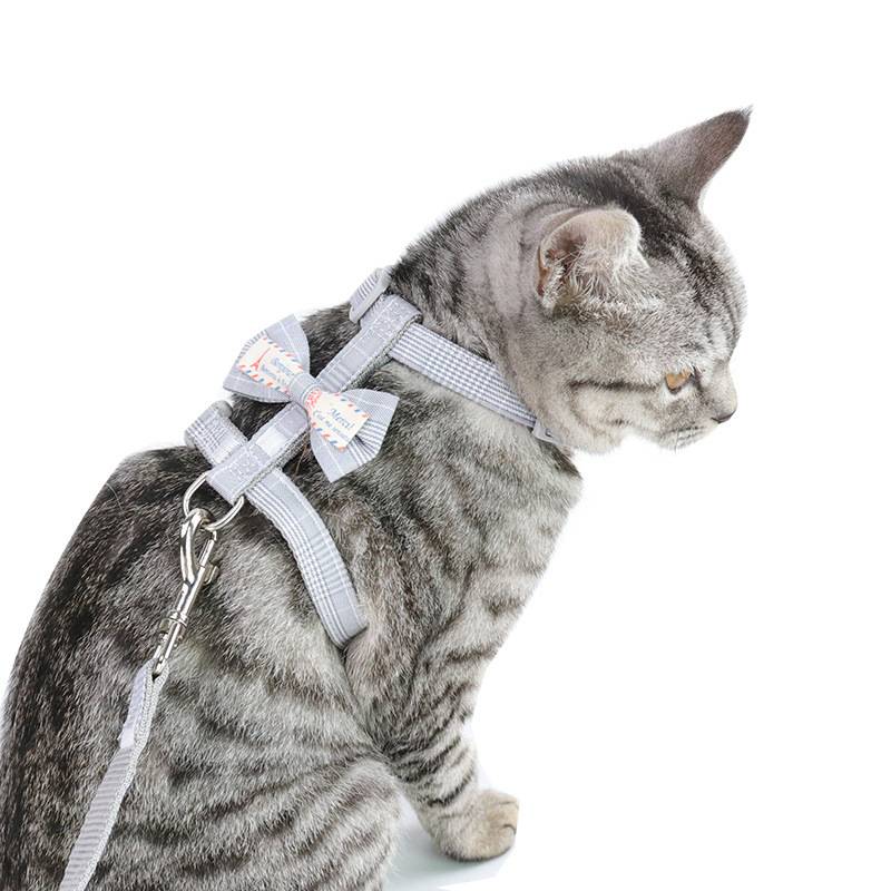 Grauer Tabby-Katze mit einem hellgrauen Geschirr und einer Leine, in der Profilansicht vor weißem Hintergrund dargestellt.