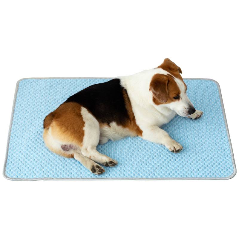 Ein kleiner dreifarbiger Hund liegt ruhend auf einer hellblauen strukturierten Matte vor einem weißen Hintergrund.