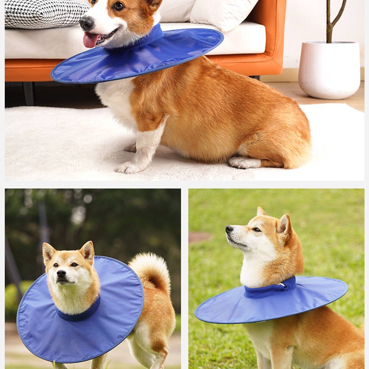 Drei Fotos zeigen einen Shiba Inu, der drinnen und draußen auf Gras einen blauen Schutz-Genesungskragen trägt.