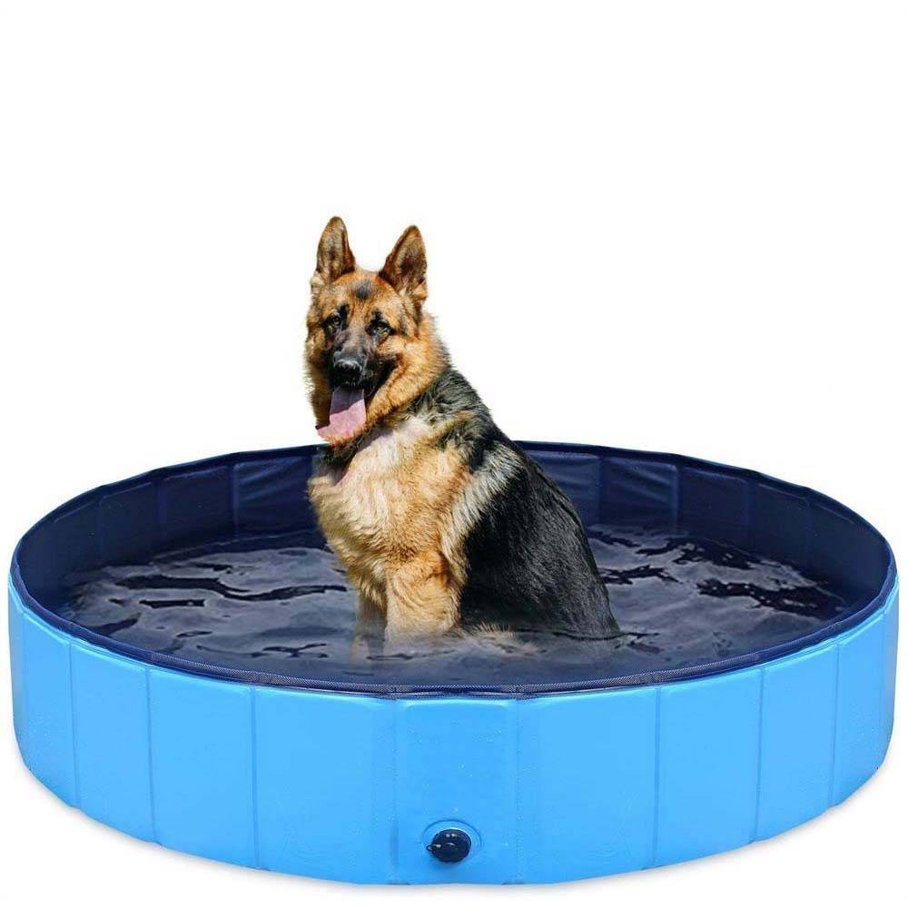 Deutscher Schäferhund, der in einem blauen aufblasbaren Haustier-Pool gefüllt mit Wasser steht, blickt auf die Kamera gegen einen schlichten weißen Hintergrund.