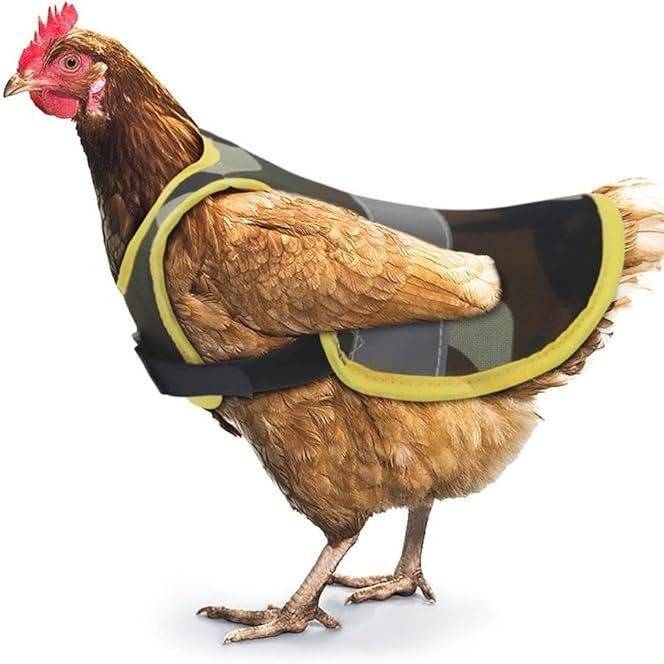 Ein Huhn, das eine schwarze und gelbe Schutzweste oder Jacke auf weißem Hintergrund trägt.