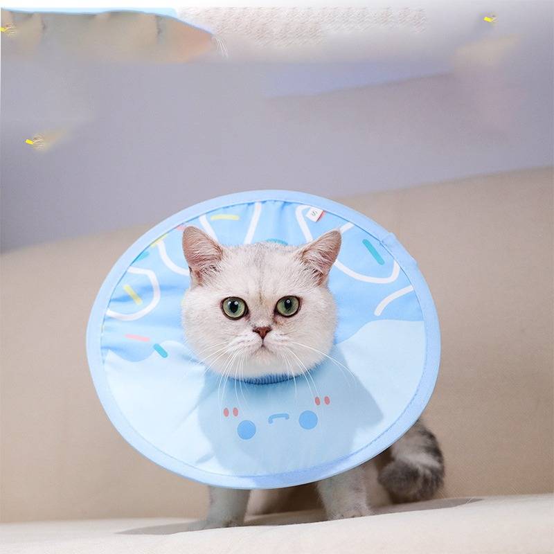 Weiße Katze, die ein hellblaues Schutz-Genesungshalsband trägt, sitzt drinnen und schaut direkt in die Kamera.
