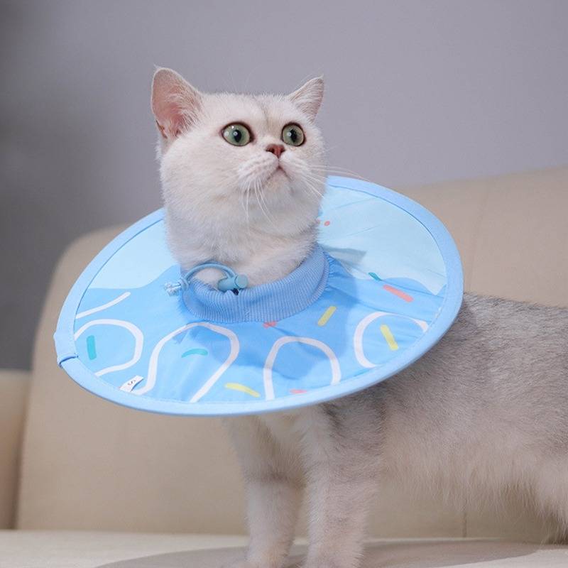 Weiße Katze mit blauem Schutzkragen, sitzt drinnen und schaut aufmerksam nach oben.