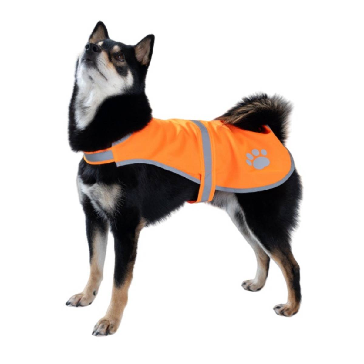 Schwarz-brauner Hund, der eine leuchtend orangefarbene reflektierende Weste mit einer Pfotenabteilung trägt, stehend vor weißem Hintergrund.