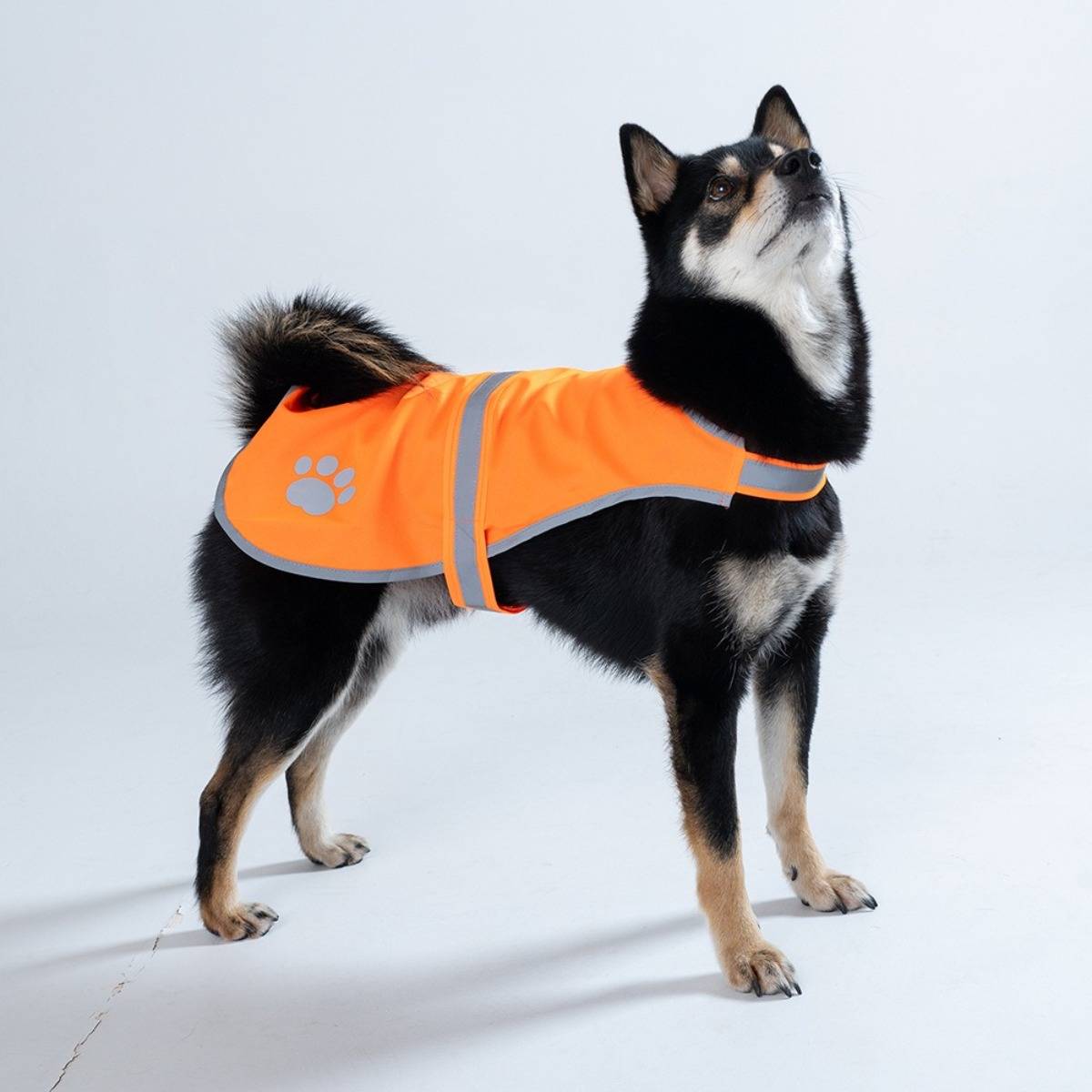 Ein schwarzbrauner Hund mit orange reflektierender Weste mit Pfotendruck, der sich von vorne auf weißem Hintergrund darstellt.