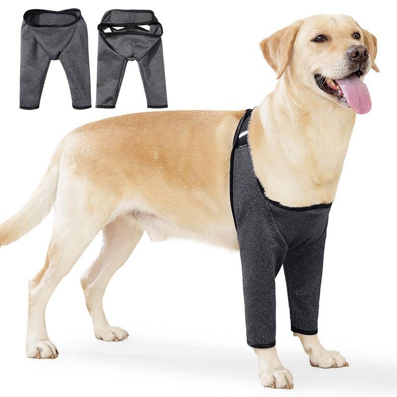 Labrador mit schwarzen Hundegenesungshosen an den Vorderbeinen, mit Einsatz, der die Hosen von vorne und hinten zeigt.