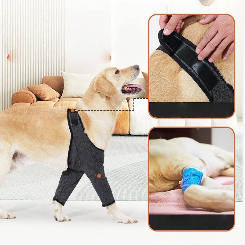 Hund, der drinnen eine schwarze Stützbandage für die Hinterläufe trägt, mit Nahaufnahmen, die den verstellbaren Verschluss und eine verbundene Pfote zur Verletzungsheilung zeigen.