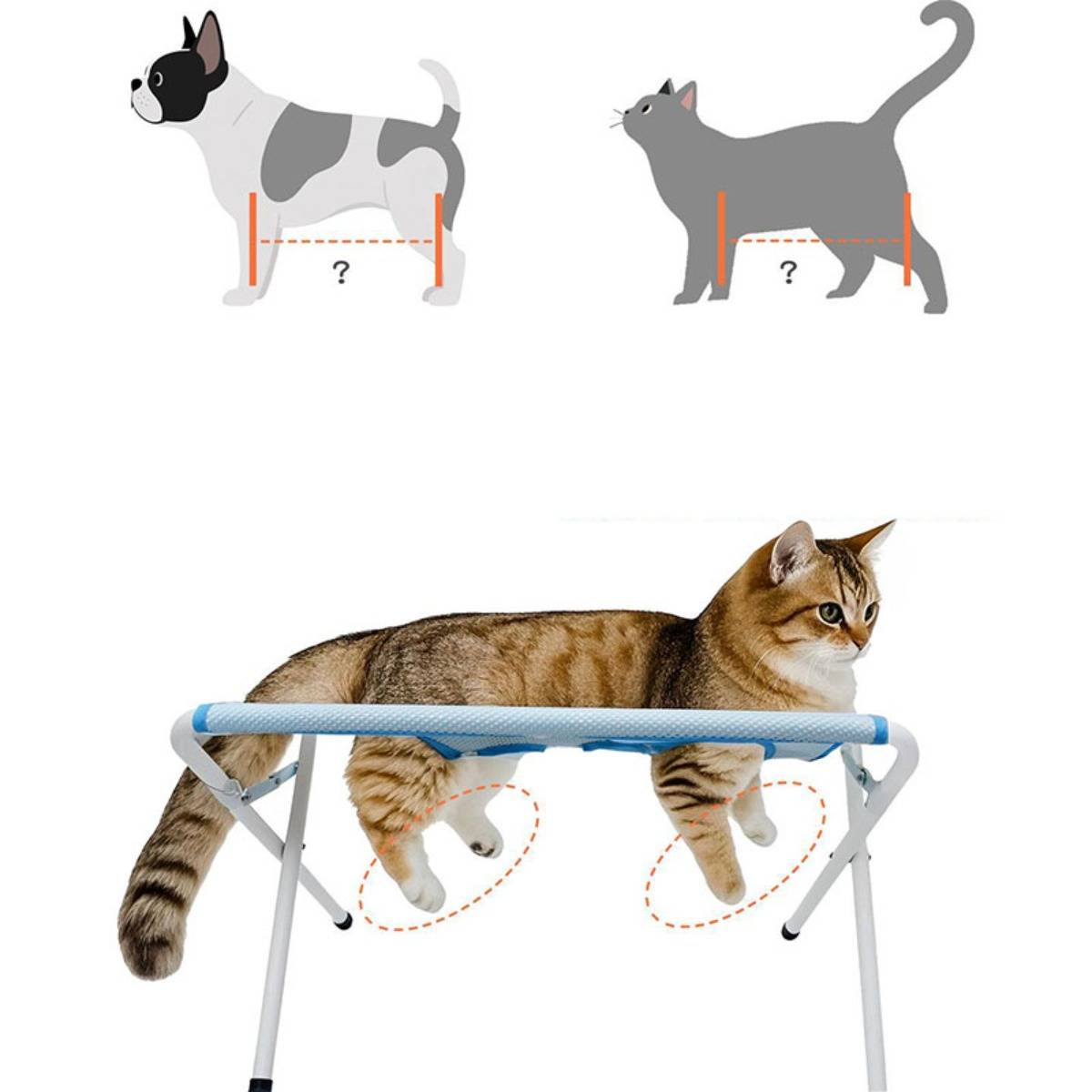 Illustration zum Vergleich von Körperproportionen bei Hunden und Katzen, mit einer Katze, die in einer Katzenhängematte liegt, und ihren Pfoten, die eingekreist sind, um die Beinposition zu zeigen.