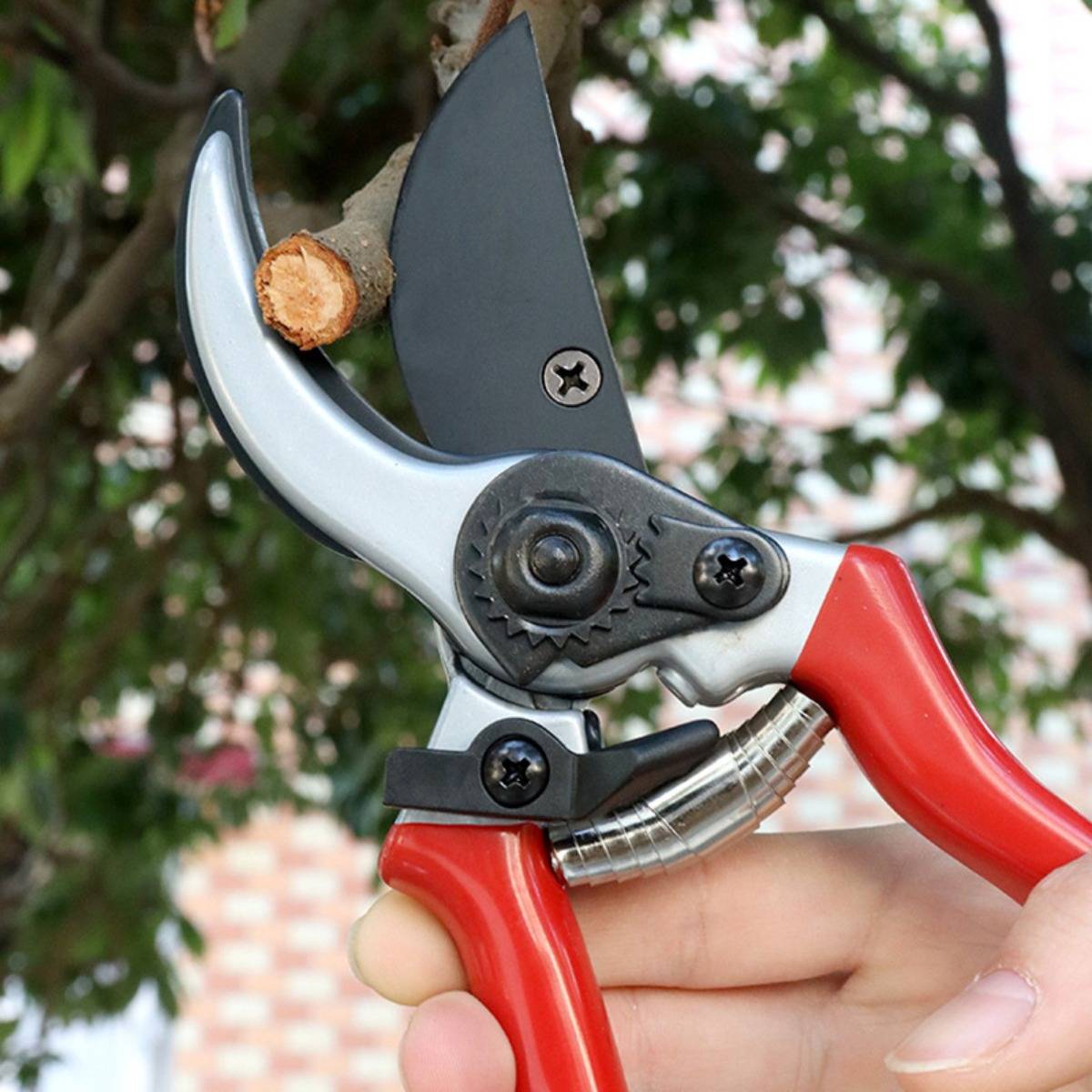 Nahaufnahme von Gartenscheren, die einen kleinen Baumast durchtrennen, mit einer Hand, die das rotgriffige Werkzeug im Freien hält.