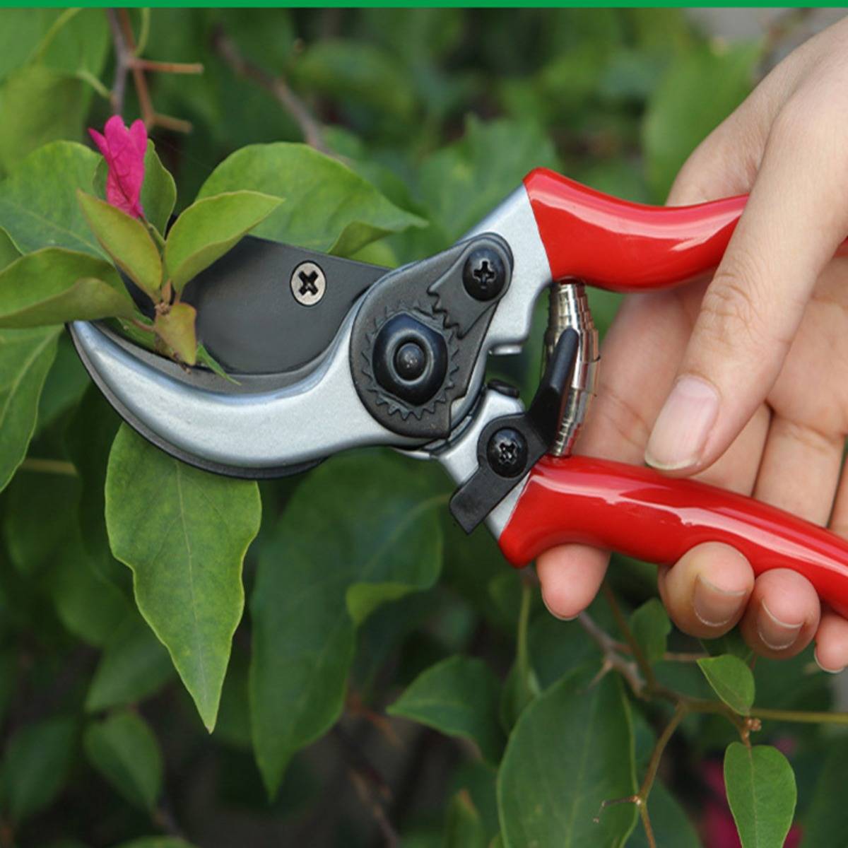 Hand mit roten Gartenscheren einen grünen Pflanzenstengel mit einer rosa Blütenknospe in einem Garten schneidend.