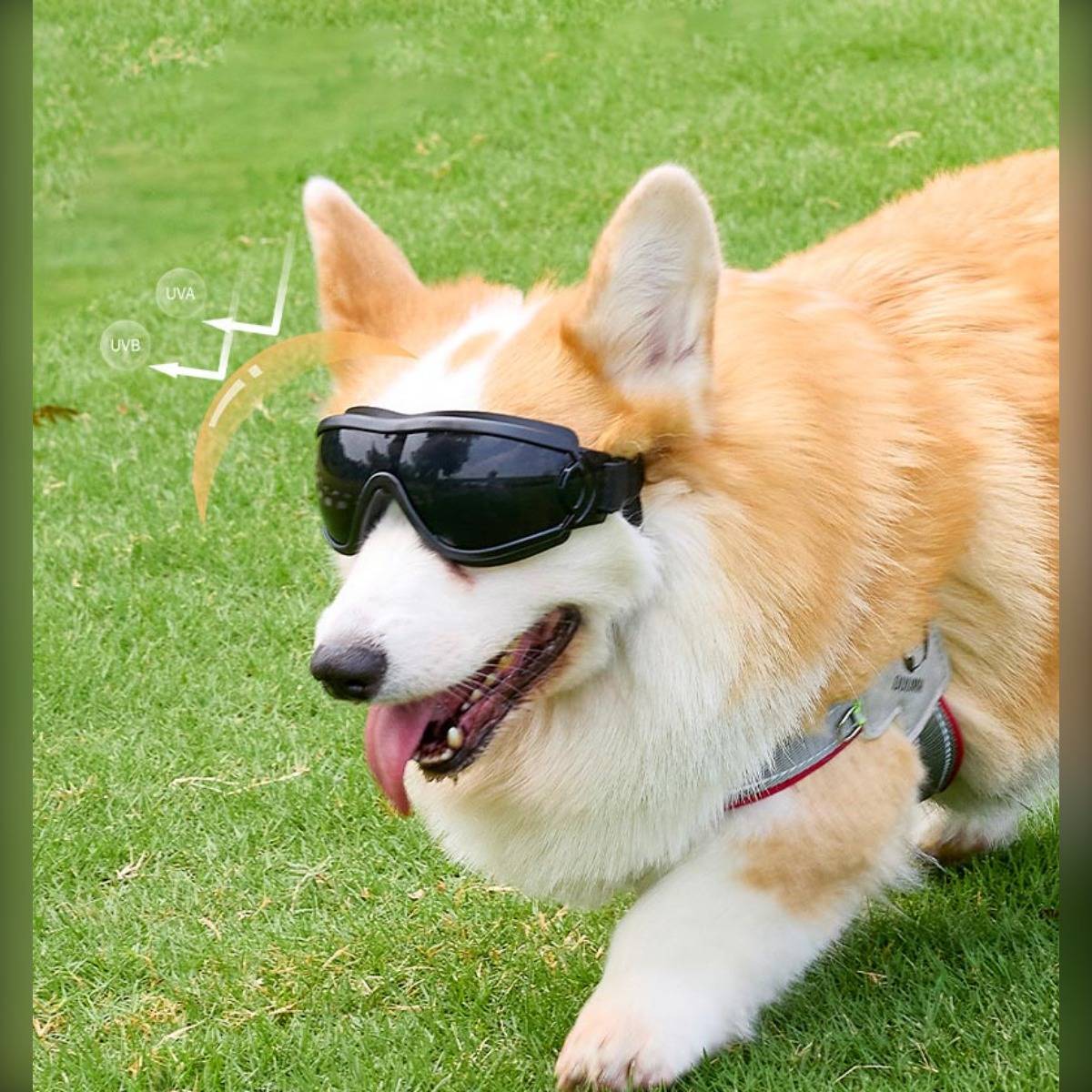 Ein Corgi mit schwarzen Schutzbrille rennt auf dem Gras im Freien, mit einer kleinen "UV""-Grafik in der Nähe seines Kopfes.