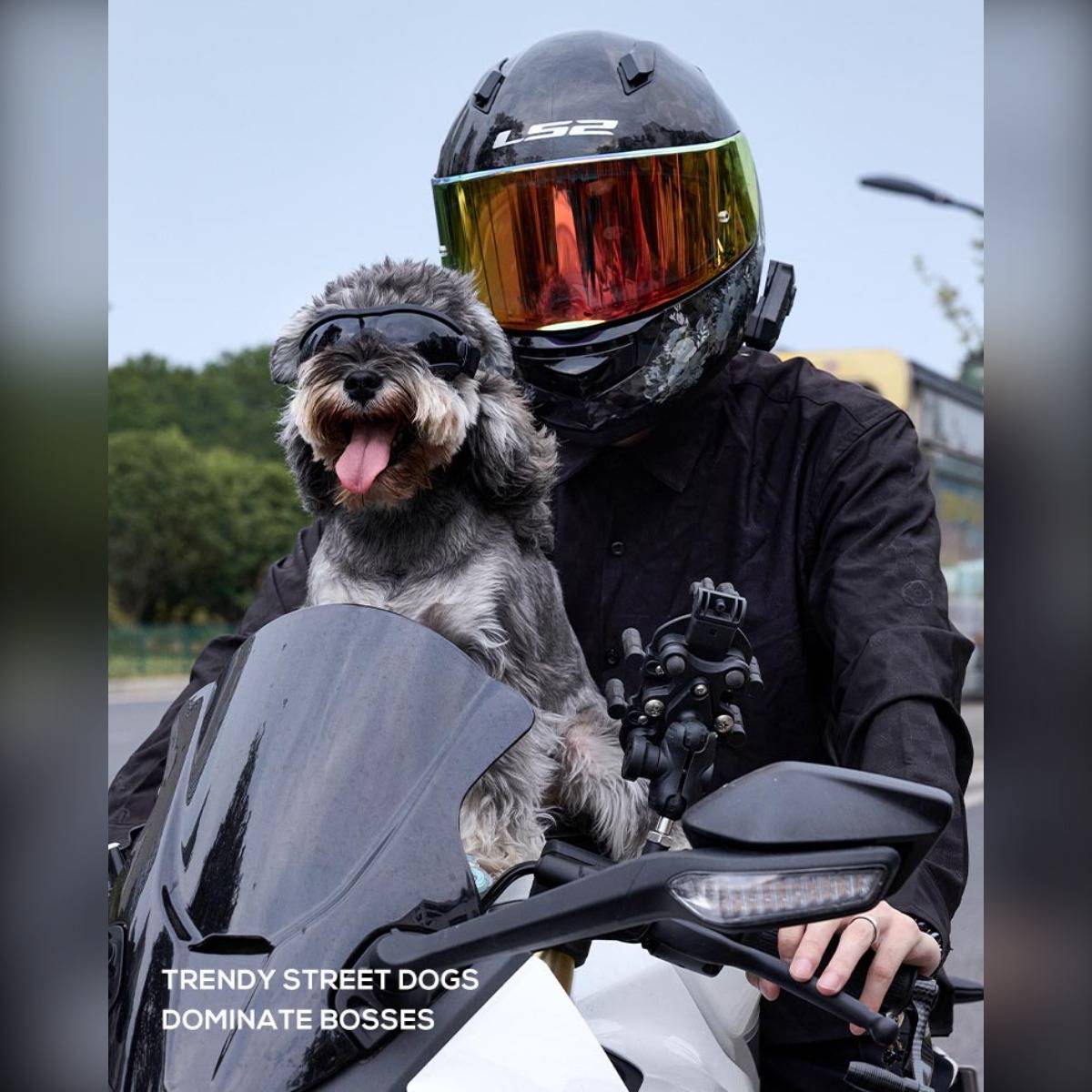 Ein Motorradfahrer mit Helm fährt mit einem kleinen Hund vorne; der Text lautet „TRENDIGE STRASSENHUNDE DOMINIEREN CHEFS