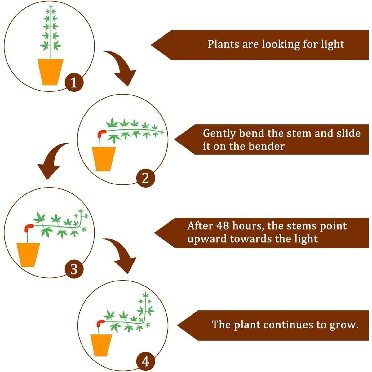 Diagramm, das Phototropismus in einer Topfpflanze zeigt: Der Stengel biegt sich zum Licht hin, nachdem die Pflanze auf eine Biegemaschine gestellt wurde, und nimmt dann über 48 Stunden wieder aufwärts wachsendes Wachstum auf.