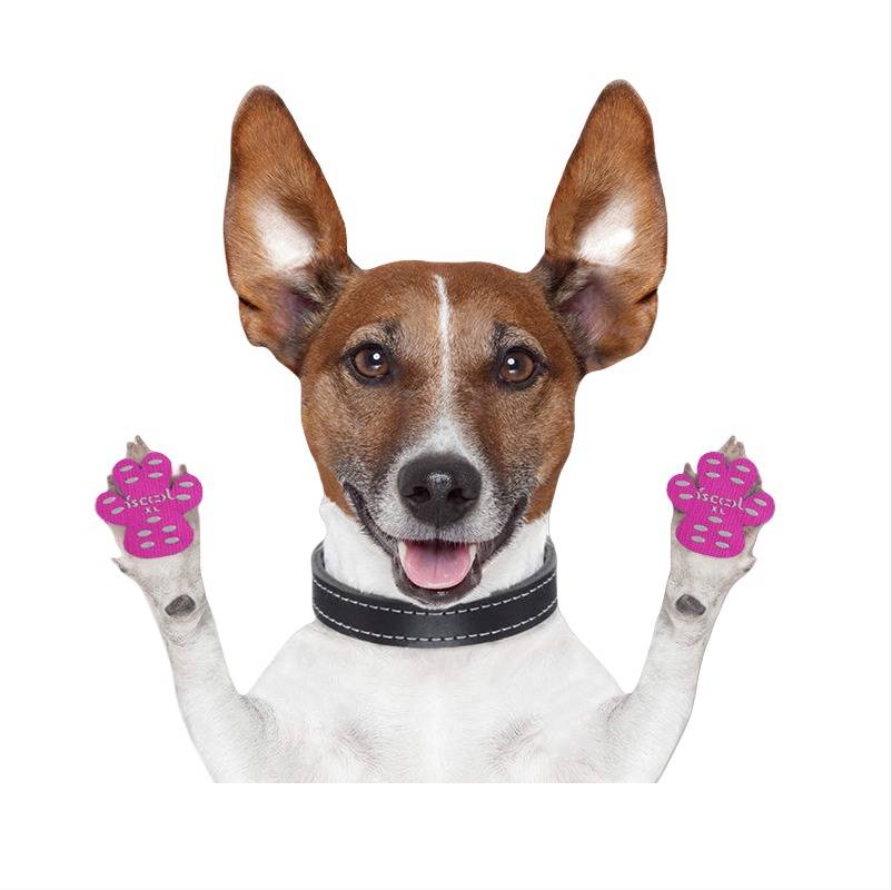 Hund mit erhobenen Pfoten, der rosa „Danke"-Pfotenschoner und ein schwarzes Halsband trägt, isoliert auf weißem Hintergrund.