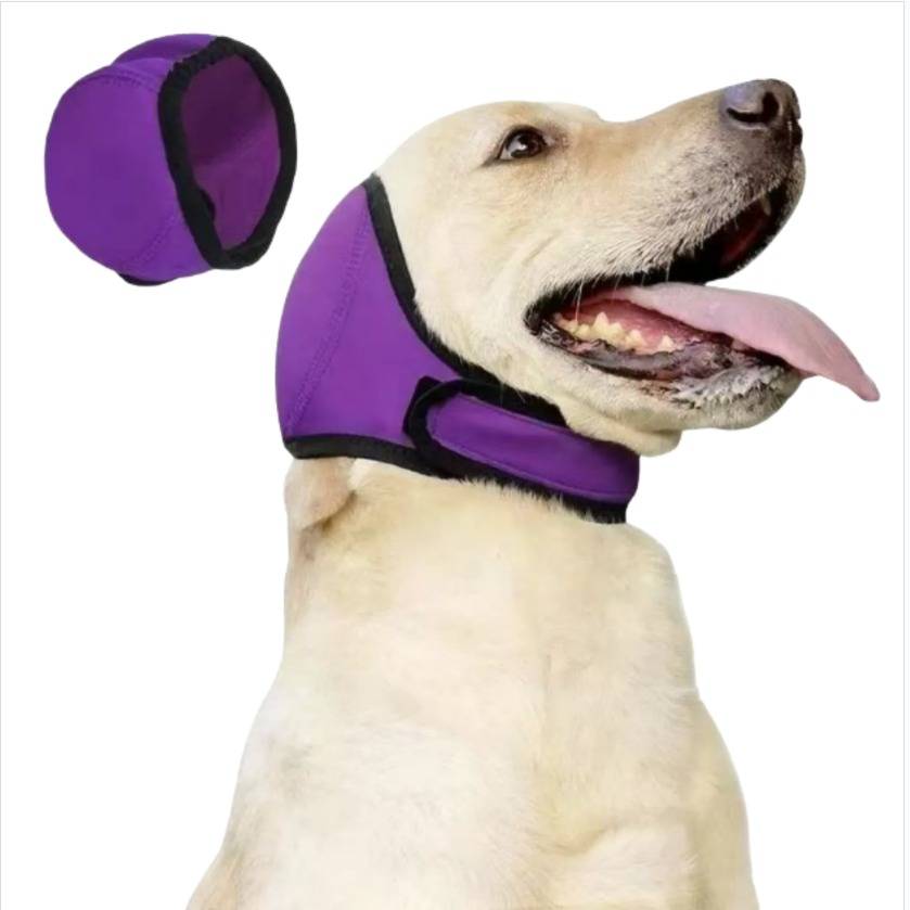 Ein Hund, der eine lila schützende Genesungshaube mit Kinnriemen trägt, dargestellt mit einer kleinen separaten Ansicht der Haube vor weißem Hintergrund.