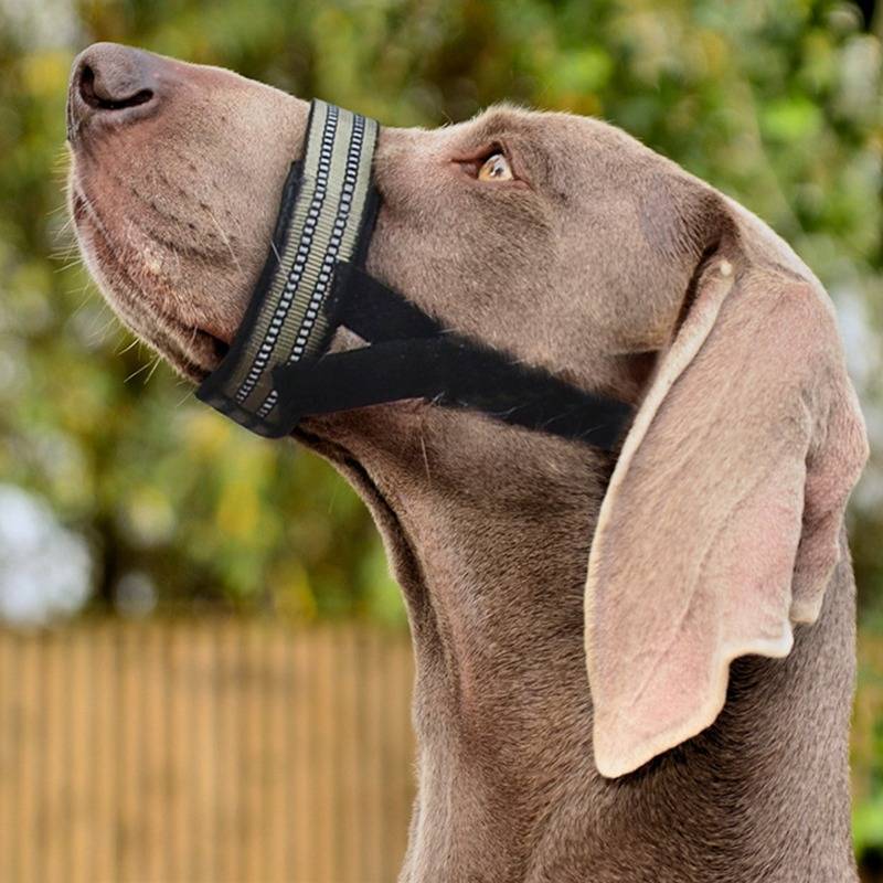 Nahaufnahme eines grauen Hundes, der einen gestreiften Maulkorb und einen schwarzen Riemen trägt, blickt nach oben im Freien mit unscharfem grünem Hintergrund.