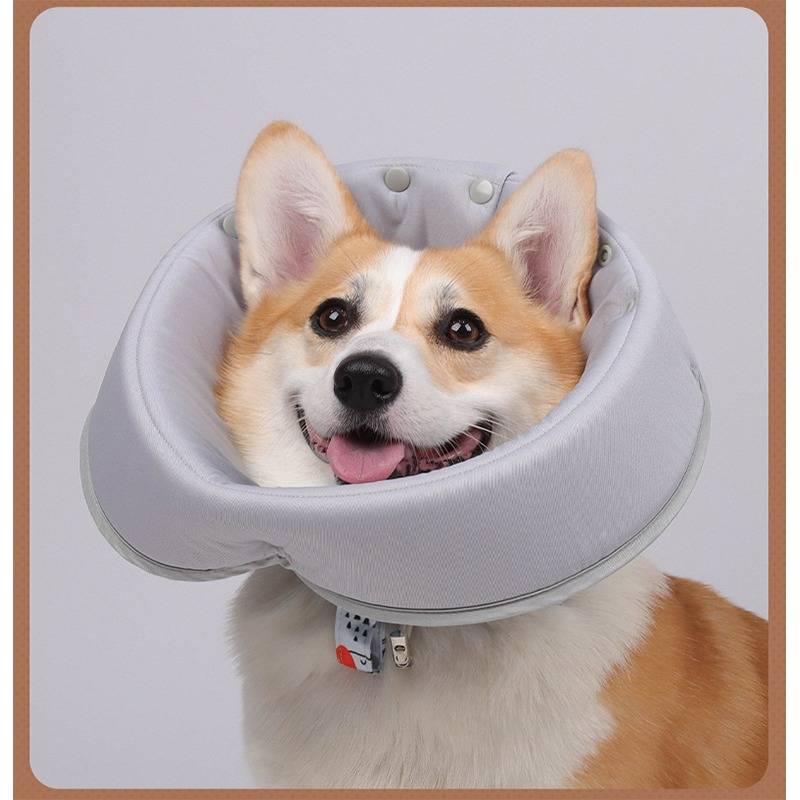 Corgi, der einen großen grauen aufblasbaren Halskragen trägt, mit herausgestreckter Zunge von vorne gegen einen einfachen, hellen Hintergrund.