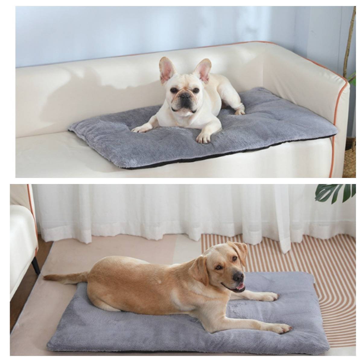 Zwei Hunde ruhen sich auf grauen Kissen auf einem cremefarbenen Sofa und dem Boden aus und zeigen Haustierbetten in einem hellen Wohnzimmer.