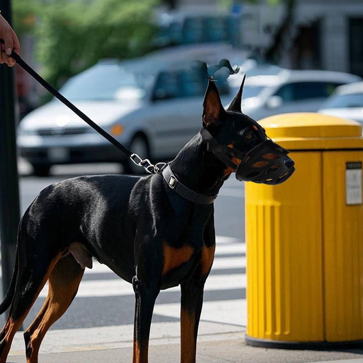 Ein an der Leine geführter schwarz-brauner Dobermann steht auf einem Stadtbürgersteig neben einem leuchtend gelben Briefkasten, während der Verkehr verschwommen im Hintergrund zu sehen ist.