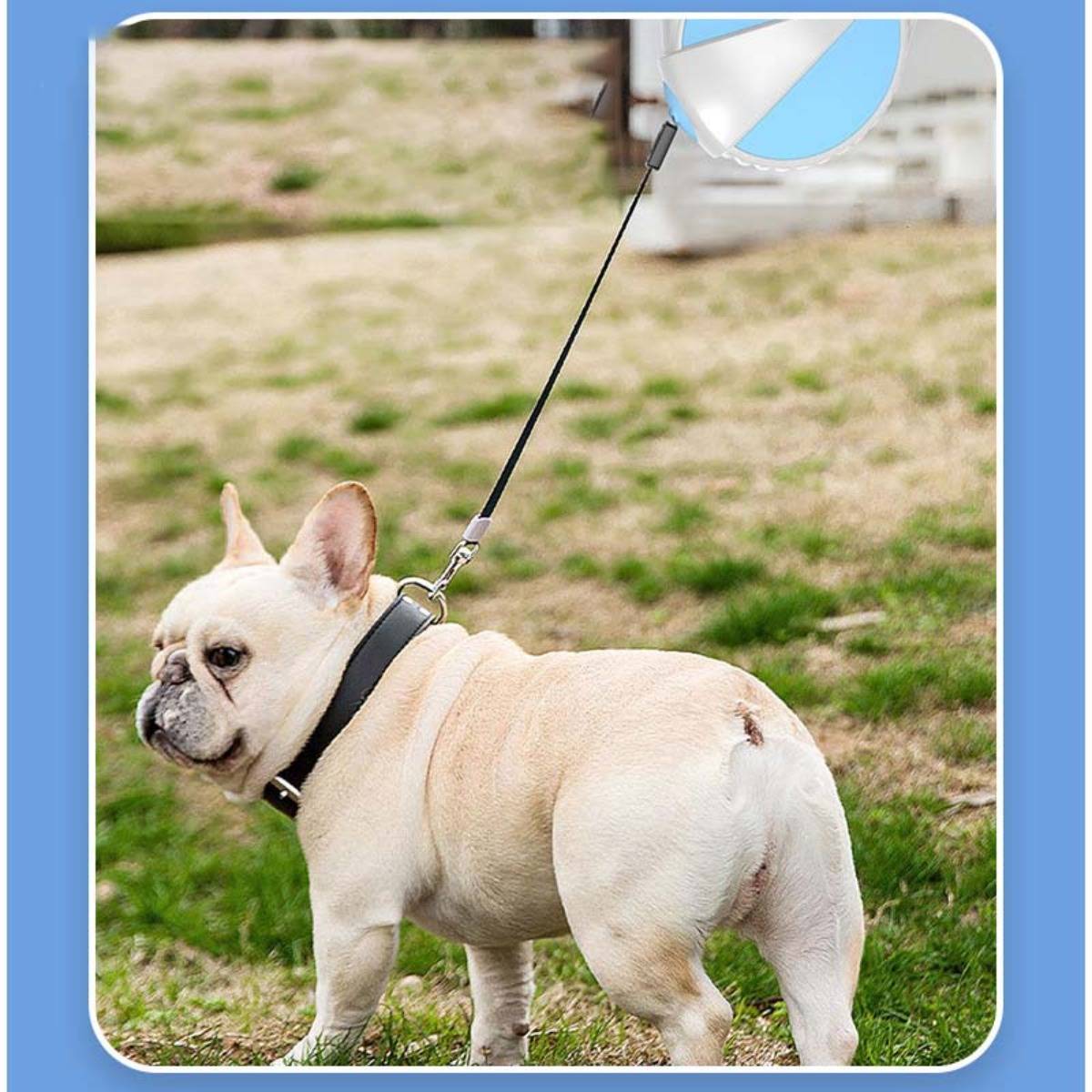 Ein kleiner cremefarbener französischer Bulldogge steht auf Gras, trägt ein Geschirr und ist an einer Leine befestigt, die mit einem ballonförmigen Spielzeug oder Zubehör verbunden ist.
