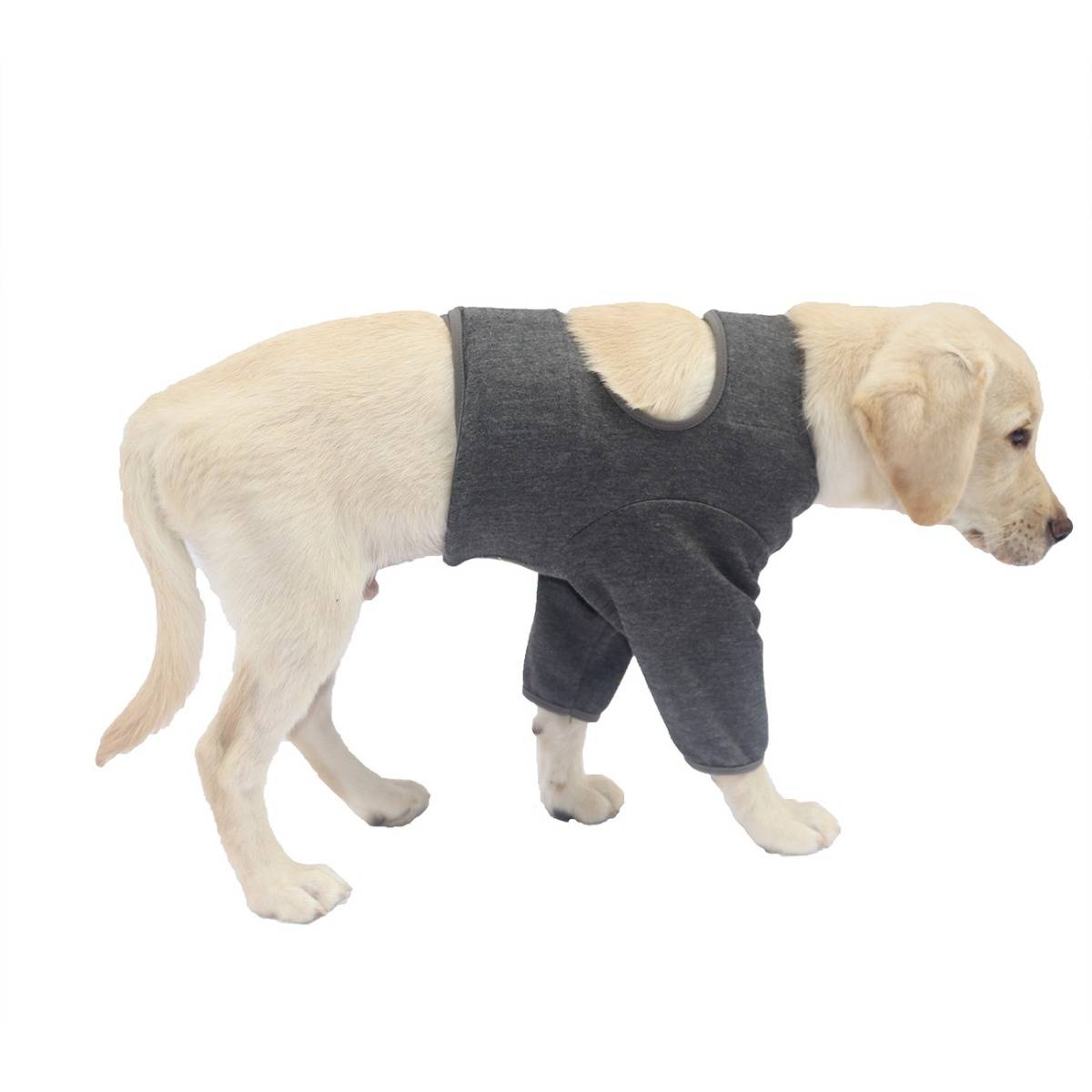 Hellhaariger Hund, der einen dunkelgrauen Genesungsanzug vor weißem Hintergrund trägt, wahrscheinlich Schutzkleidung nach einer Operation.