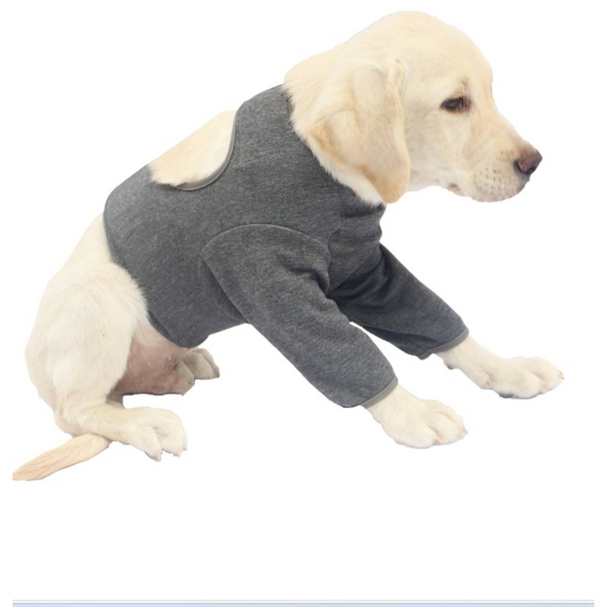 Ein Welpe, der ein graues Sweatshirt trägt, sitzt vor einem einfachen weißen Hintergrund.