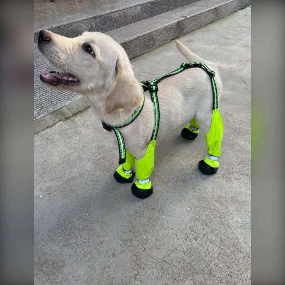 Ein hellhaariger Hund mit einem schwarzen und neongrünen Geschirr und Beinschützern steht auf Beton und blickt nach oben im Freien.