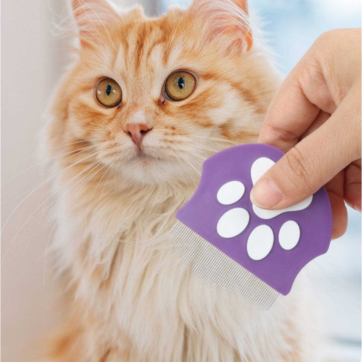 Nahaufnahme einer orangefarbenen langhaarigen Katze, die mit einem lila pfottenförmigen Kamm von einer Hand gepflegt wird.
