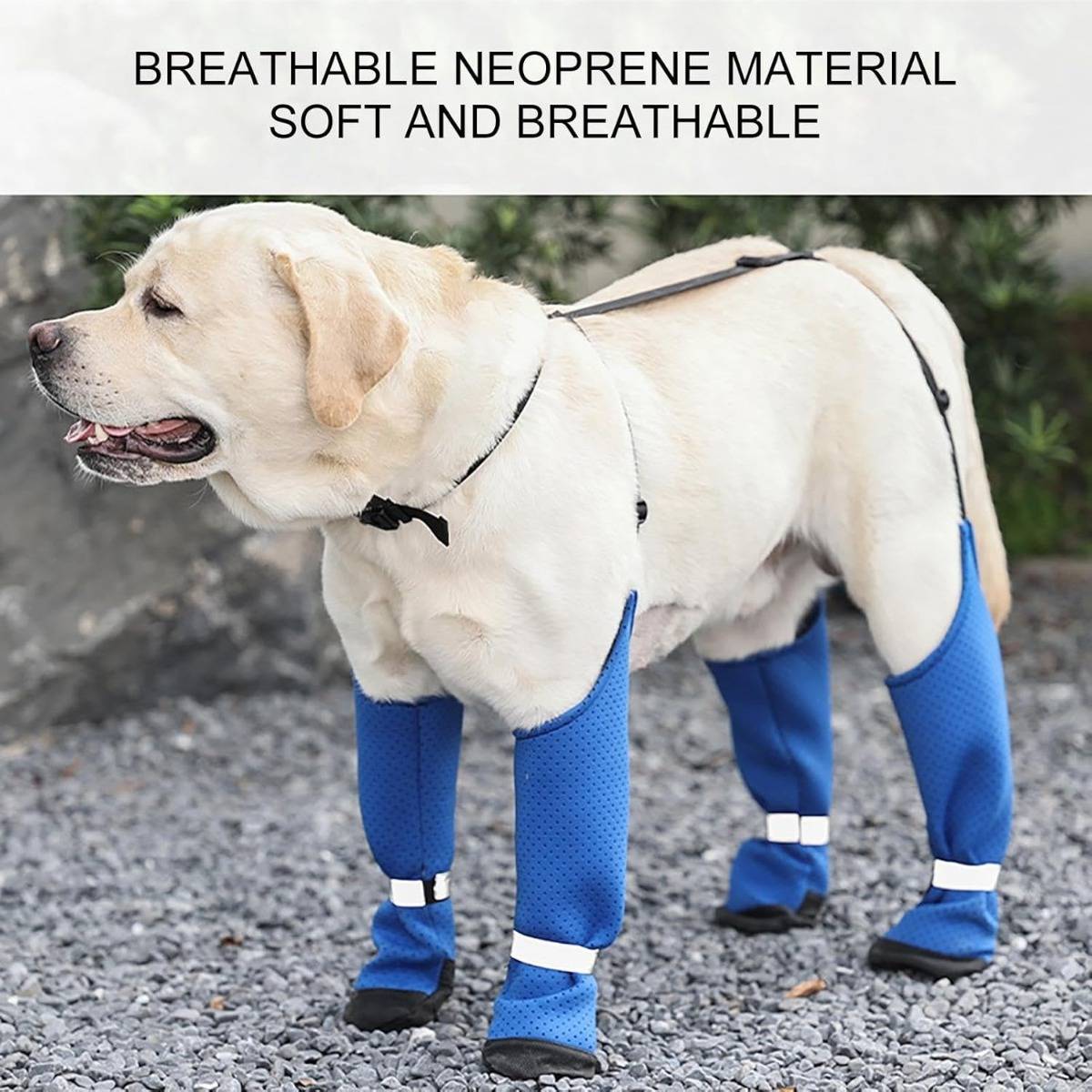 Gelber Labrador mit blauen atmungsaktiven Neopren-Beinmanschetten und einem Körpergeschirr im Freien, mit Text „ATMUNGSAKTIVES NEOPREN-MATERIAL WEICH UND ATMUNGSAKTIV