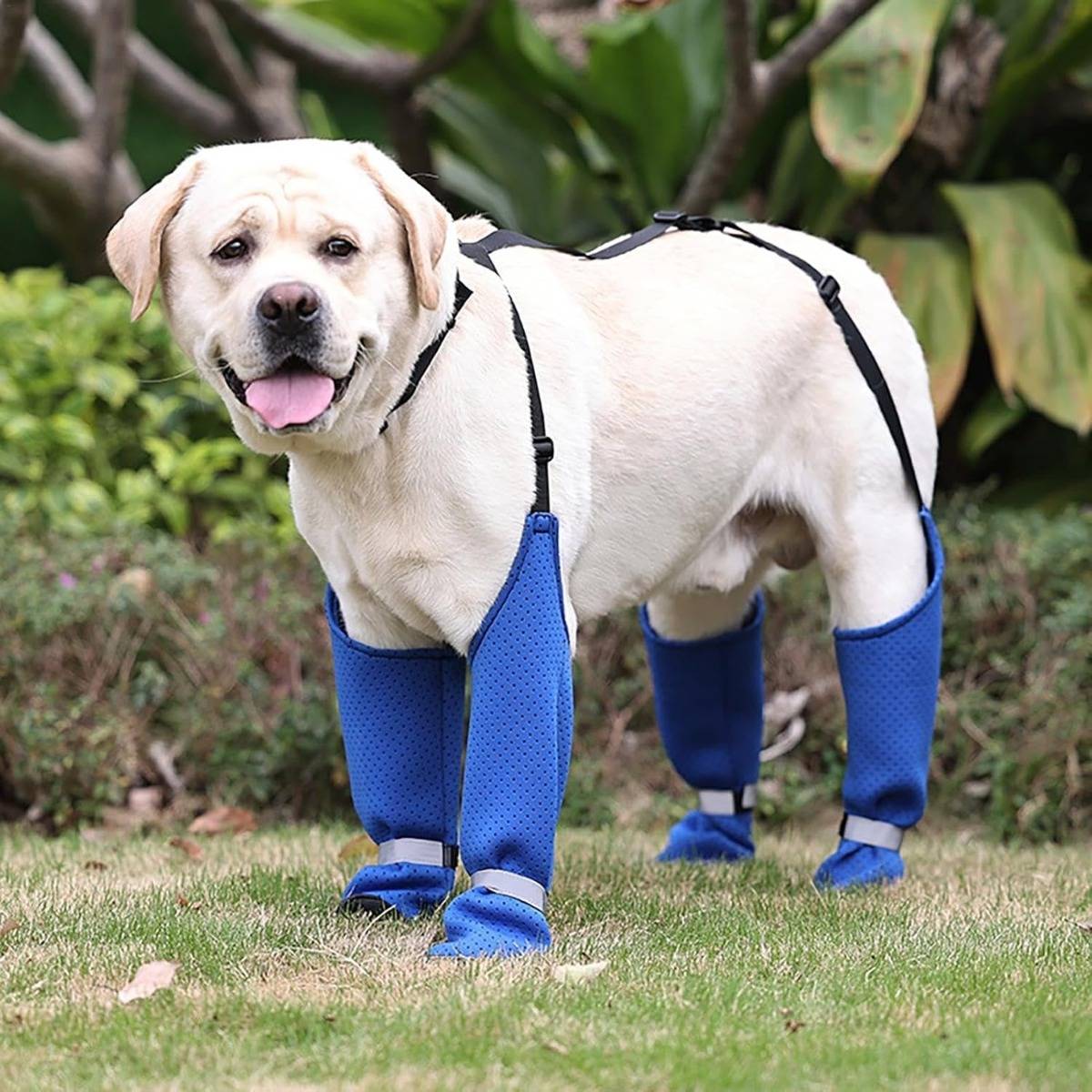 Ein Labrador Retriever mit blauen Beinstützen steht auf Gras im Freien, vermutlich zur Mobilitätsunterstützung.