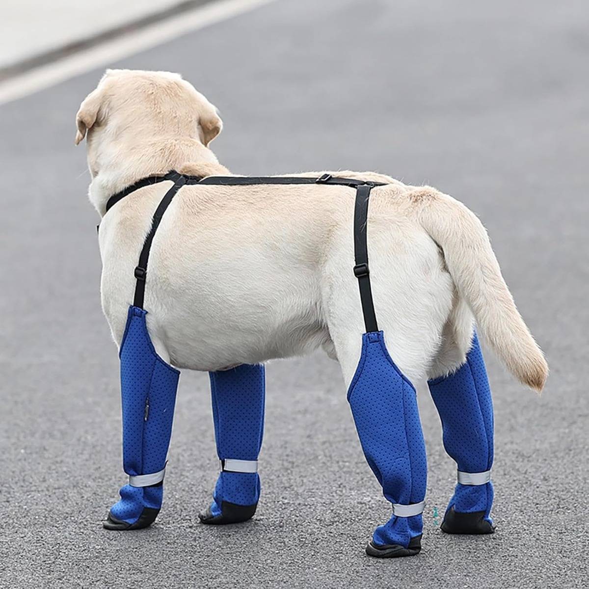 Ein gelber Labrador steht auf einer Straße und trägt blaue Schutzgamaschen an allen vier Beinen sowie ein schwarzes Geschirr.