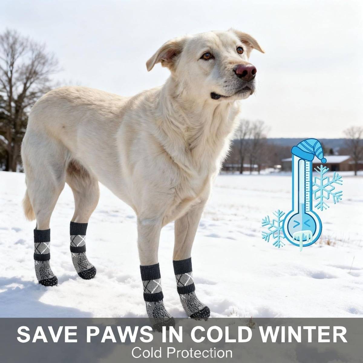 Weißer Hund mit schwarzen Booties steht im Schnee neben einem Thermometer-Symbol; der Text lautet „PFOTEN IM KALTEN WINTER SCHÜTZEN