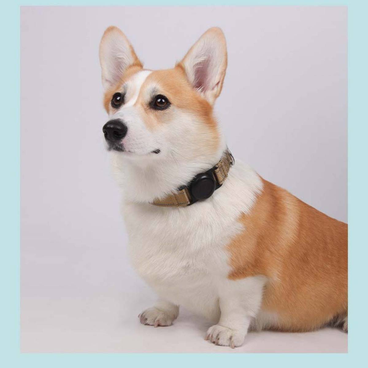 Corgi-Hund mit Halsband, der sich im Profil vor einem schlichten hellen Hintergrund sitzend präsentiert.