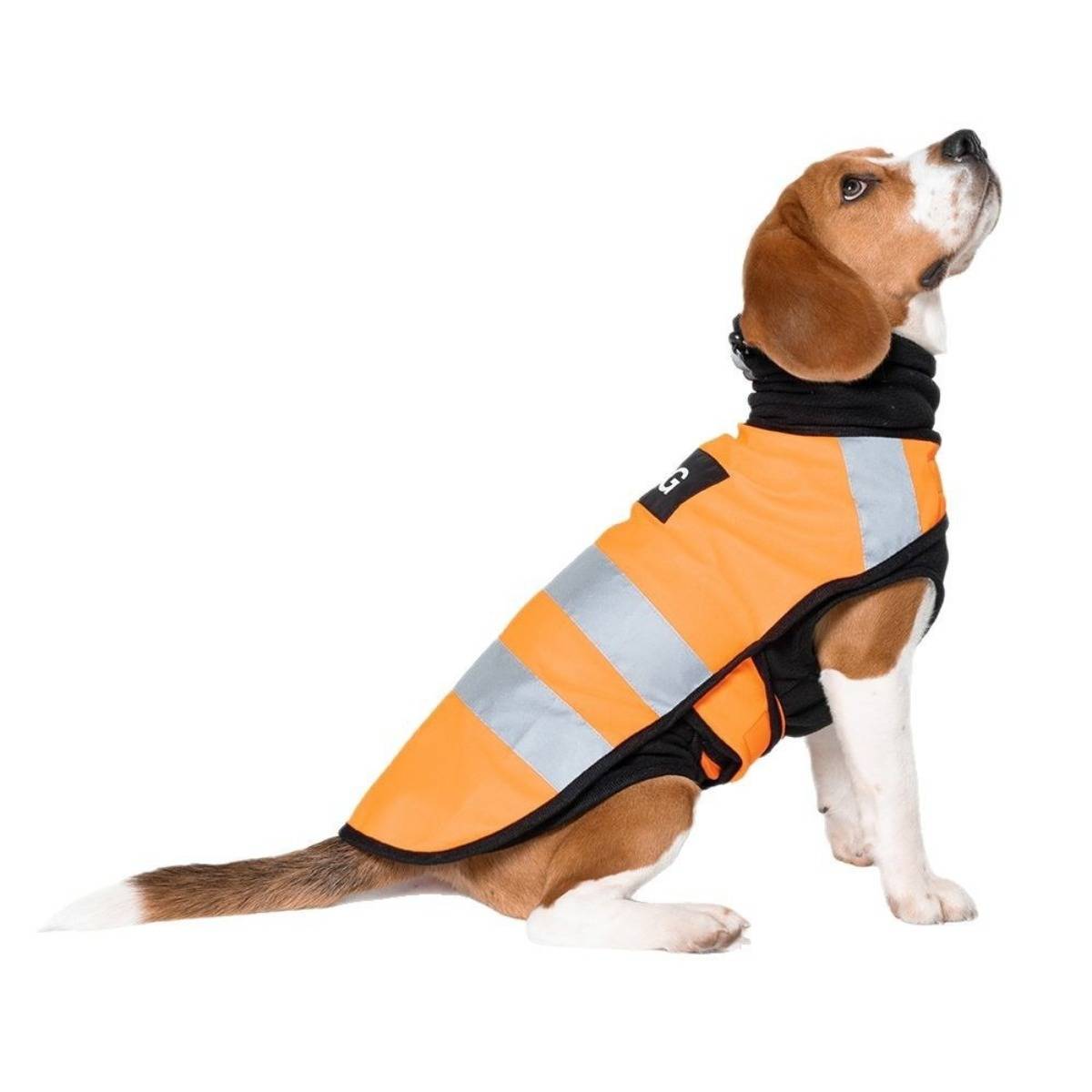 Beagle in einer orangefarbenen reflektierenden Sicherheitsweste, sitzt im Profil auf weißem Hintergrund.