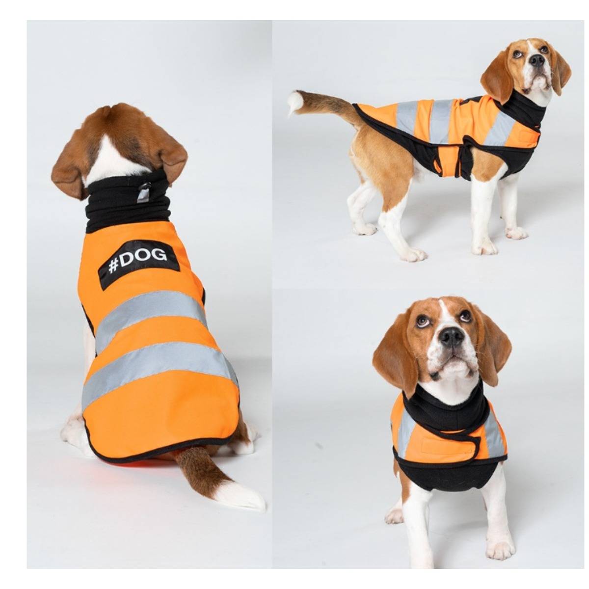 Beagle-Hund mit orangenem und schwarzem reflektierendem Sicherheitsweste, dargestellt von hinten, von der Seite und von vorne vor weißem Hintergrund.
