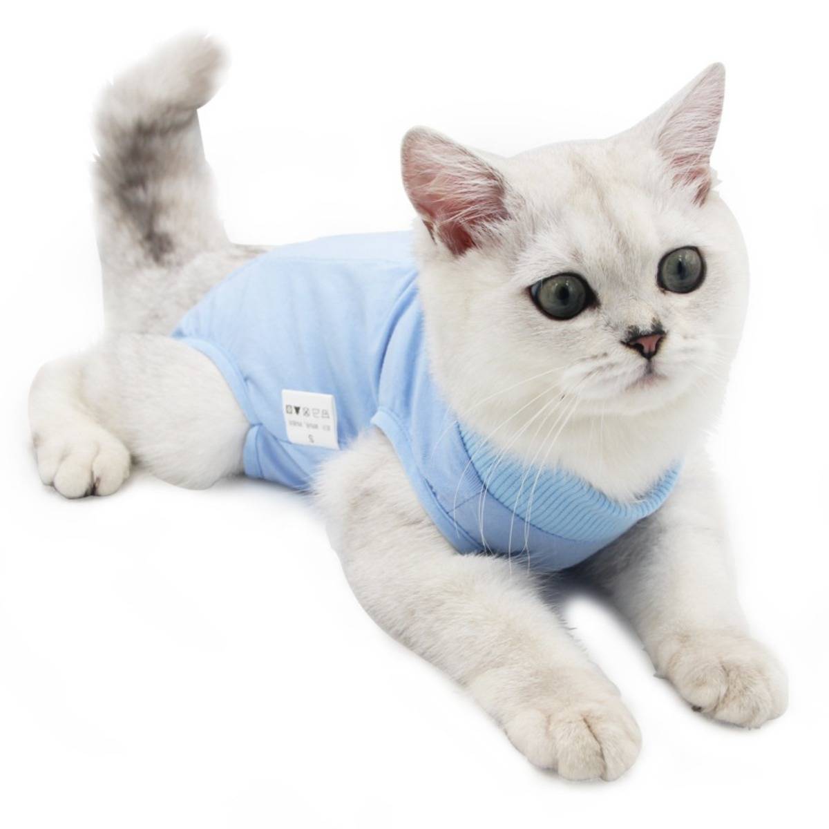 Eine weiße Katze, die ein hellblaues Hemd trägt, liegt auf einem einfachen weißen Hintergrund und blickt aufmerksam.