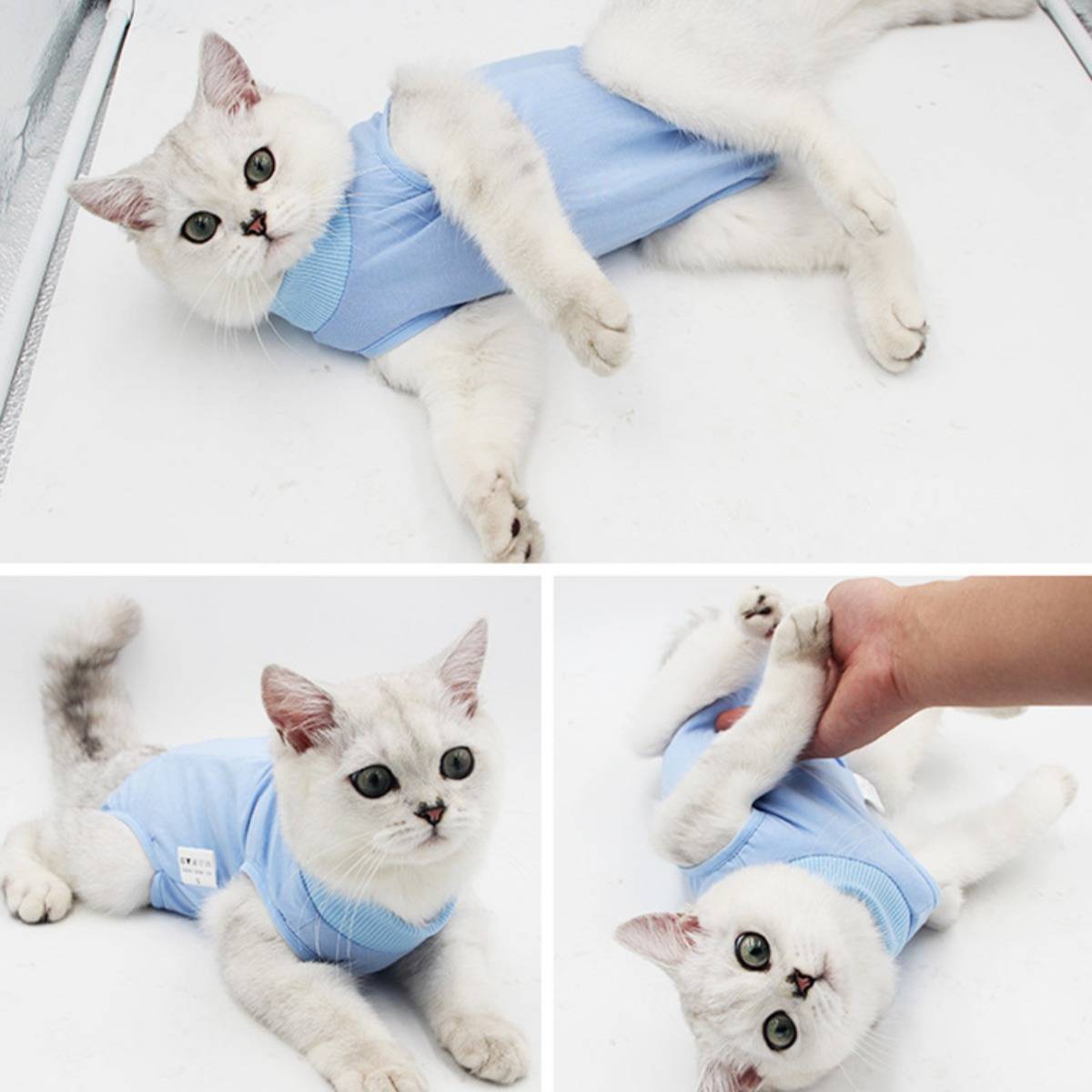 Collage einer weißen Katze, die ein hellblaues Hemd trägt, liegt und von einer Hand auf weißem Hintergrund gehalten wird.