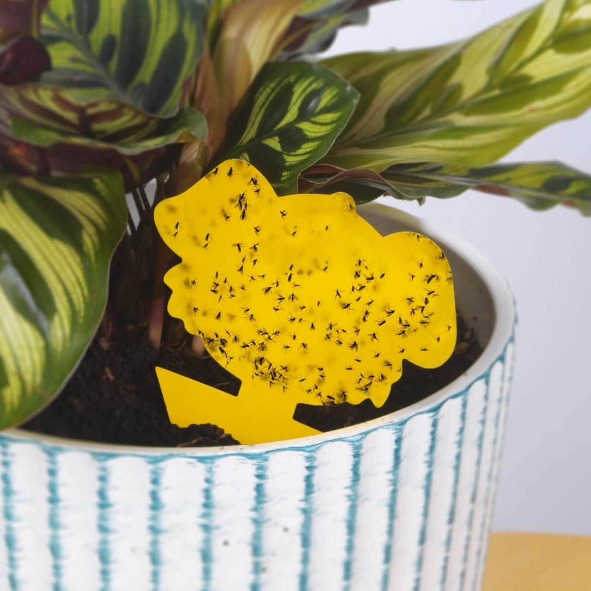 Topfpflanze in einem gestreiften Keramiktopf mit einer gelben Klebefalle, die mit gefangenen Insekten bedeckt ist.
