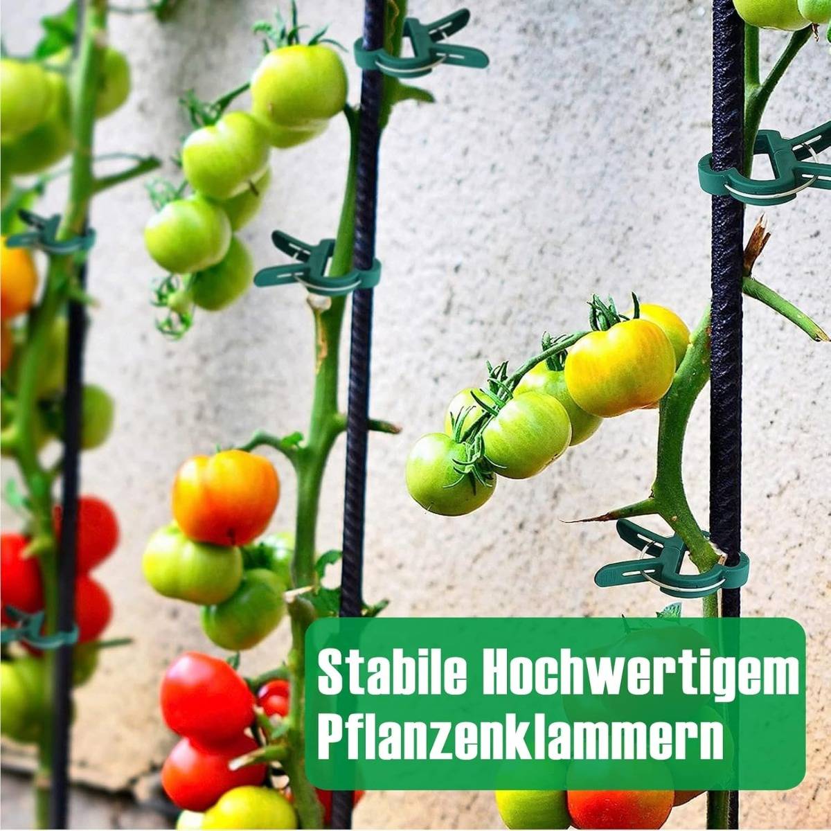 Tomatenpflanzen werden mit grünen Pflanzenklammern an Stäben befestigt; ein grünes Etikett trägt die Aufschrift „Stabile Hochwertigem Pflanzenklammern".