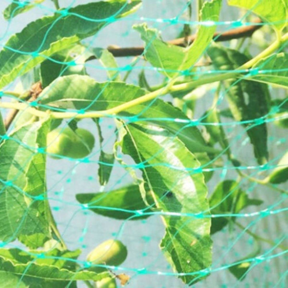 Eine kleine grüne Frucht hängt zwischen breiten Blättern an einer rankenden Pflanze, durch ein blaues Maschengeflecht gesehen.