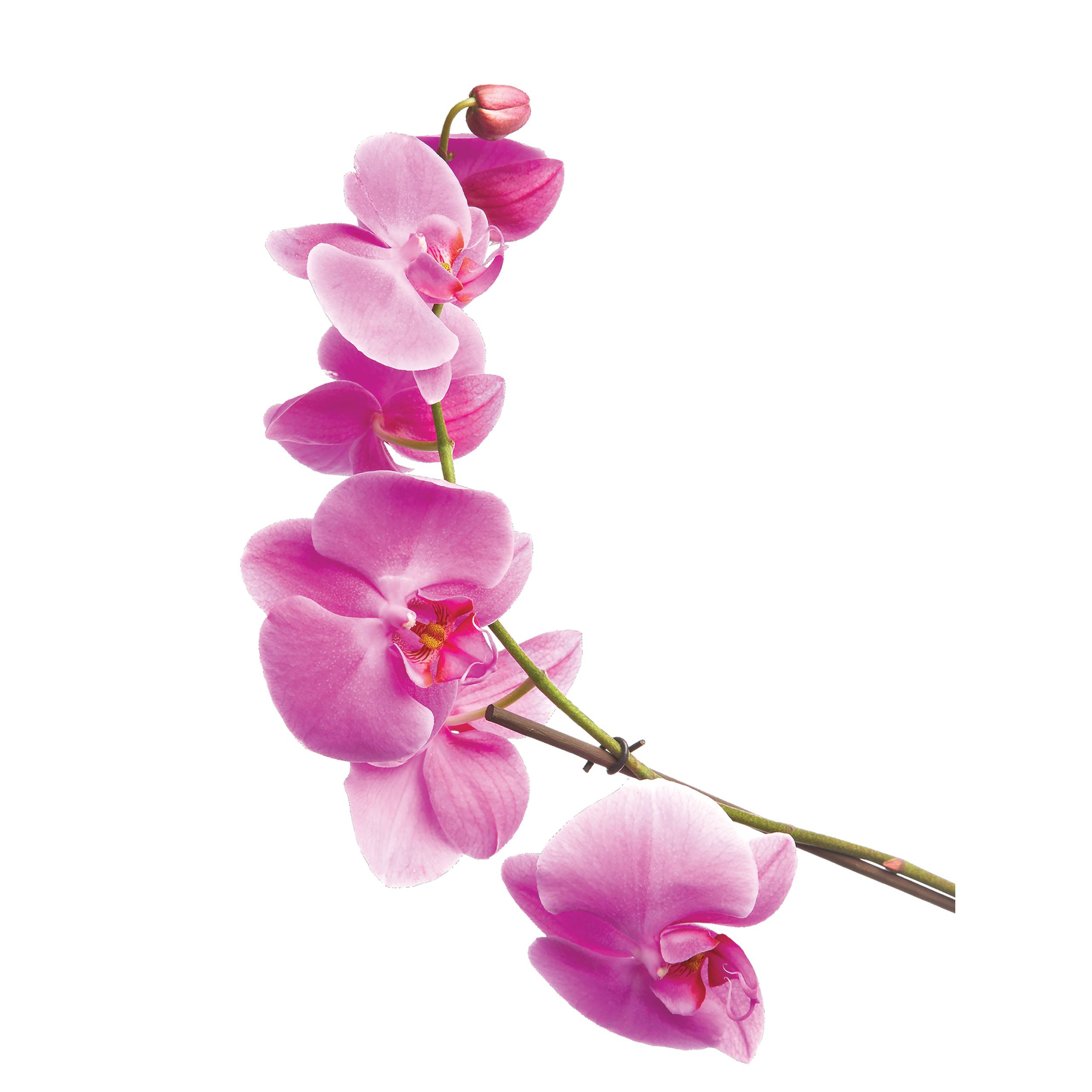 Rosa Orchideenblüten auf einem Stiel, isoliert auf weißem Hintergrund.