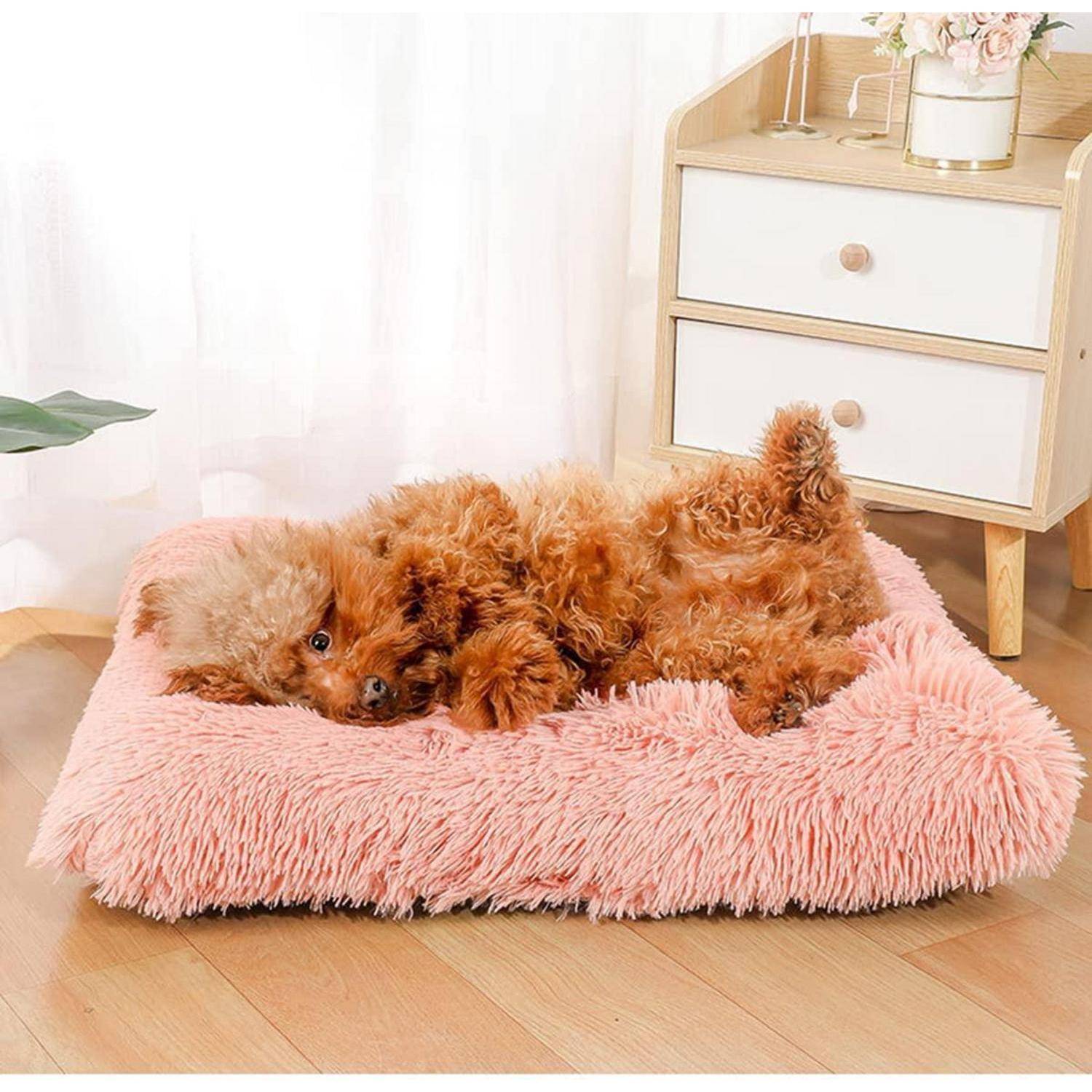 Kleiner lockiger brauner Hund, der auf einem flauschigen rosa Haustierbett in einem hellen Zimmer neben einem weißen Nachttisch liegt.