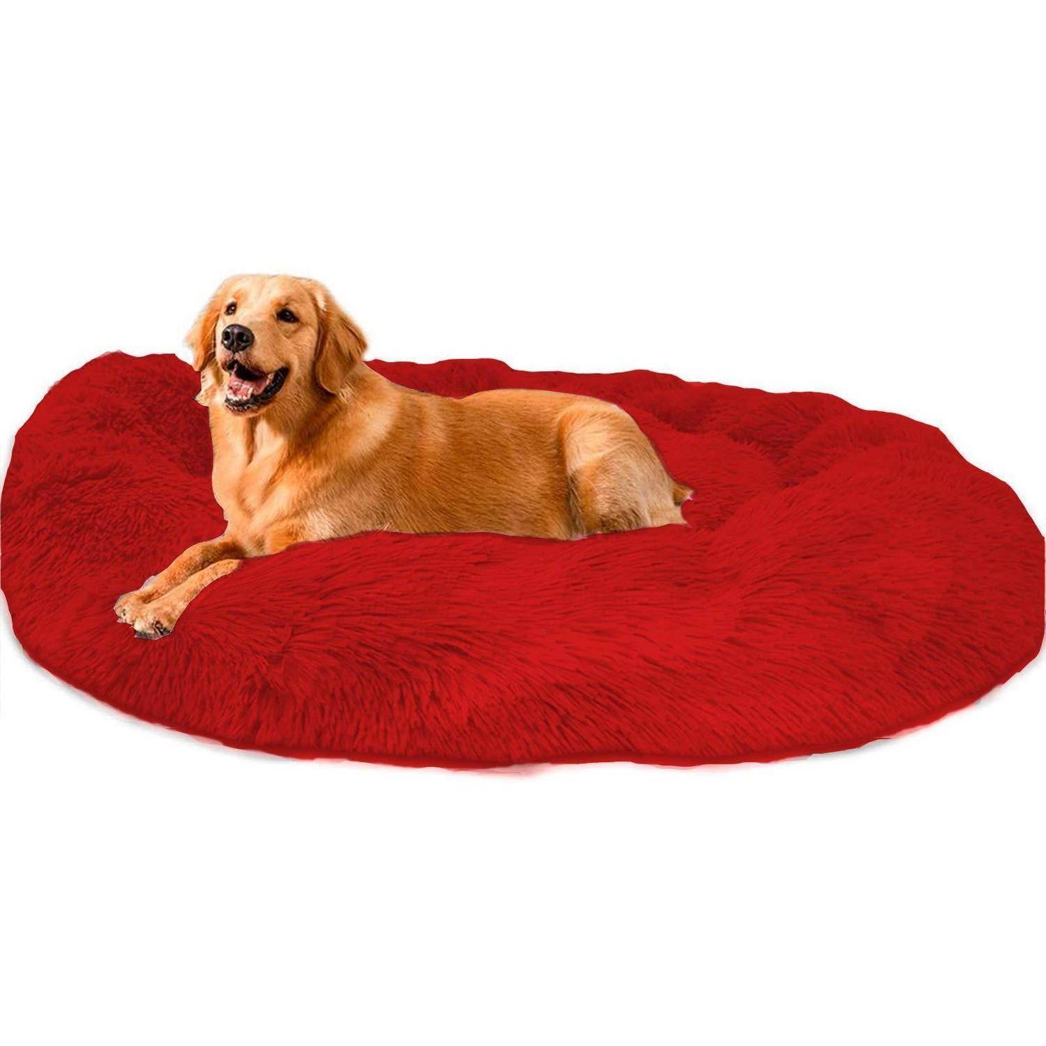 Golden Retriever, der auf einem großen runden roten Hundebett vor weißem Hintergrund liegt.