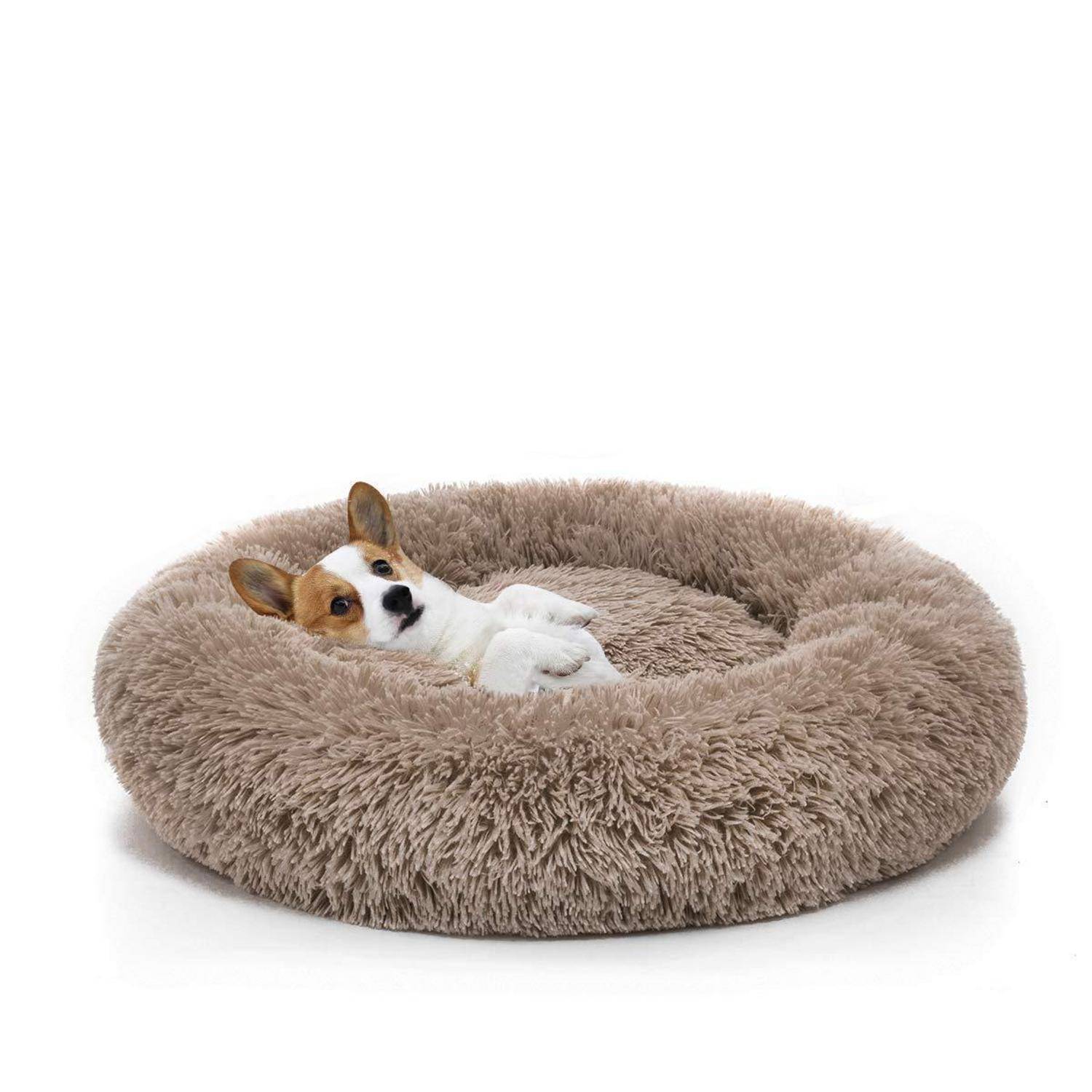 Kleiner Hund, der in einem flauschigen, runden, beigen Haustierbett auf weißem Hintergrund liegt.