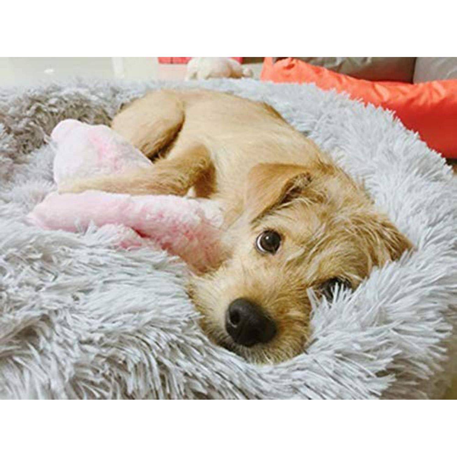 Kleiner hellbrauner Hund, der zusammengerollt in einem flauschigen grauem Bett liegt, rosa Stiefelchen trägt und in die Kamera schaut.