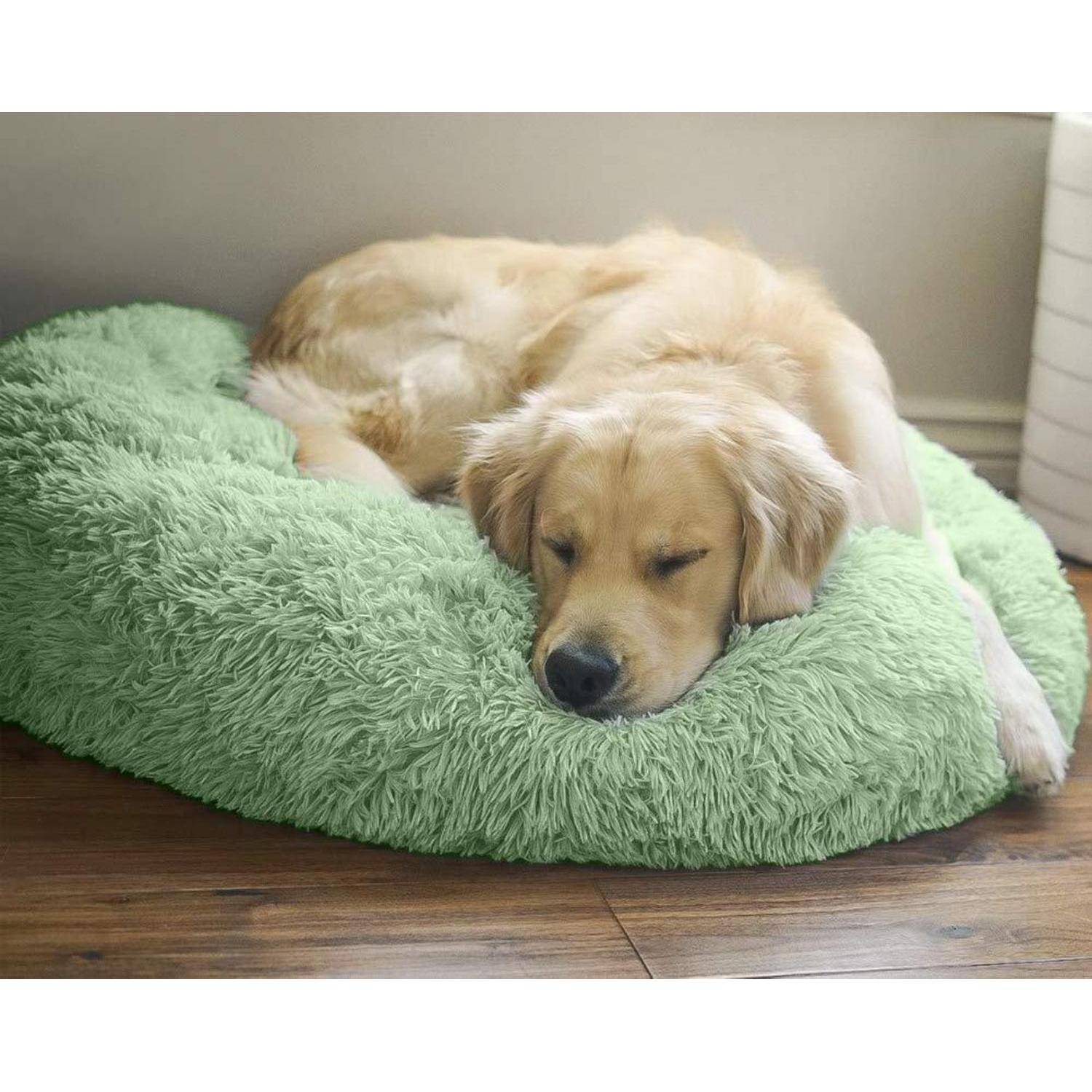 Schlafender Golden Retriever, der sich auf einem flauschigen grünen Hundebett in der Wohnung zusammengerollt hat.